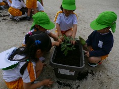☆　野菜の苗植え（5歳児）　☆