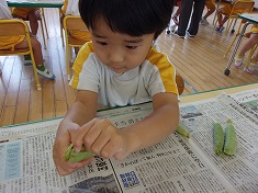 グリンピースのさやとり