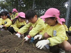 ☆　芋ほりをしました🍠(５歳児)　☆