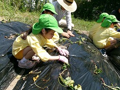 ☆　芋の苗植え（５歳児）　☆